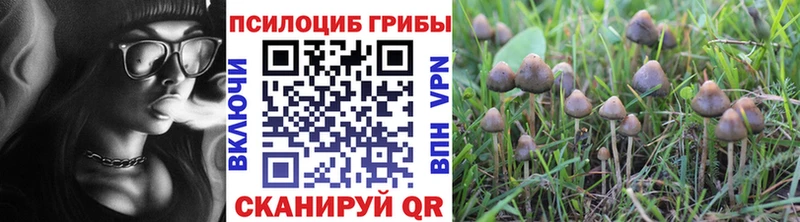 Купить закладки Корсаков Псилоцибиновые грибы мицелий